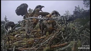 Hog Island Osprey Cam ~ A Not So Good Day For Youngest Chick ~ WARNING ~ Sibling Rivalry 7.11.19