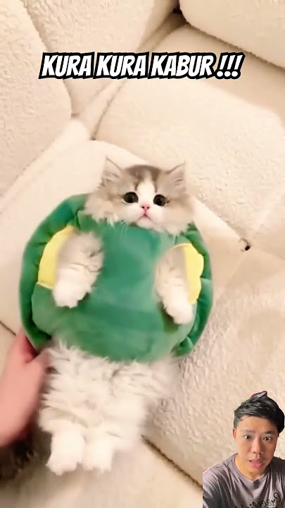 The turtle wants to escape #cat #catlover #cute #funny #kitten #kurtrussel #ytshorts #stitch #kur...