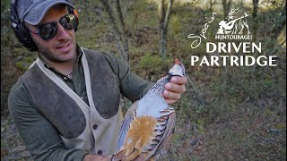 Spanish Partridge Shooting |  صيد الحجل في اسبانيا