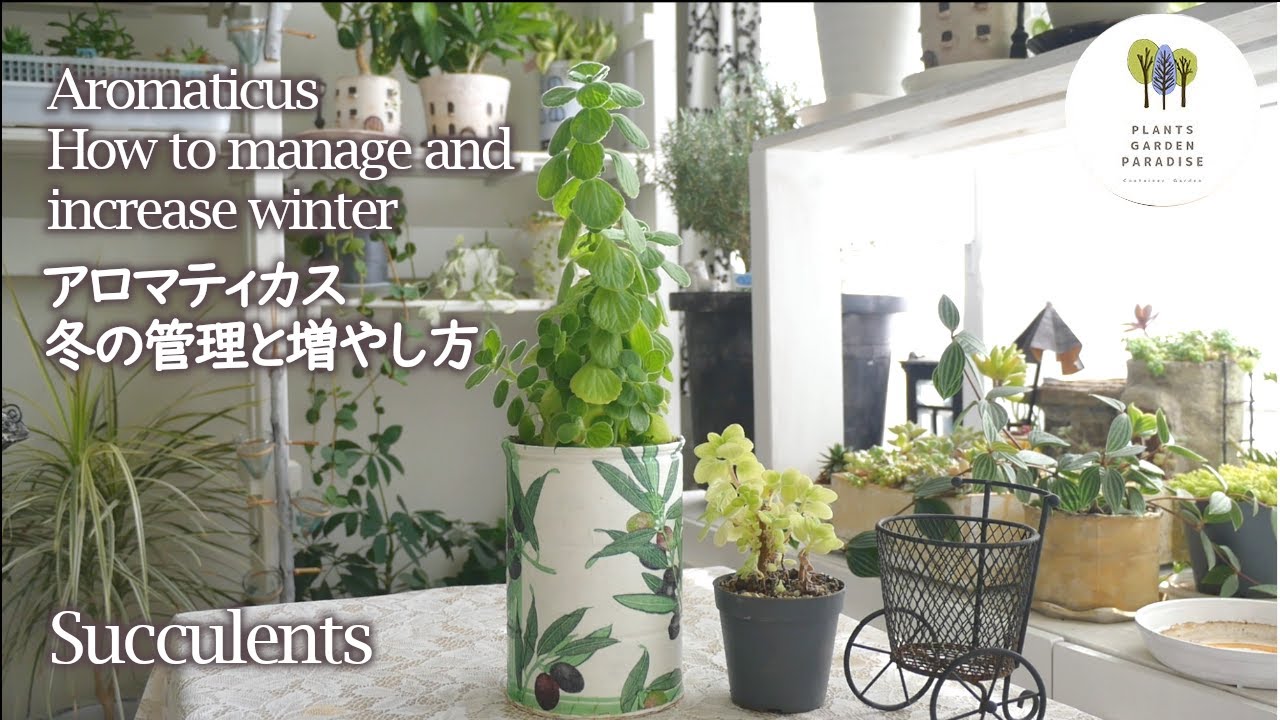 多肉植物 アロマティカス 冬の管理と増やし方 Aromaticus How To Manage And Increase Winter Succulents Vlog Youtube