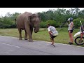 Elephant friend found while roaming in sri lanka            