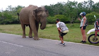 Elephant friend found while roaming in Sri Lanka.     श्रीलंका में घूमते हुए मिला हाथी का दोस्त।.