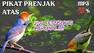 PIKAT TERBARU PRENJAK ATAS/KEPALA MERAH 2024