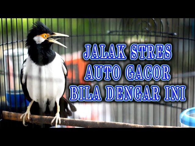 🔴 JALAK SUREN GACOR PANCINGAN JALAK YANG STRES class=