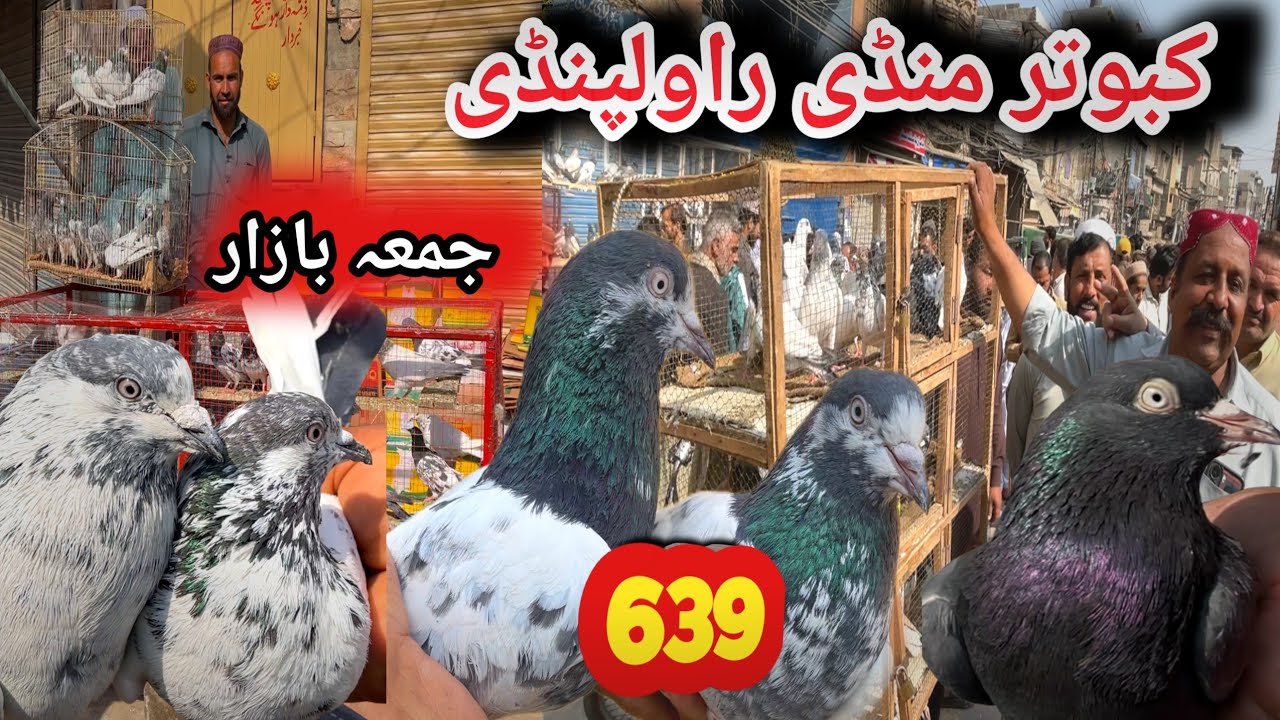 639I Friday Kabootar Mandi Rawalpindi Today 27/2/2026 | Latest Update High Flyer Pigeon Market Price