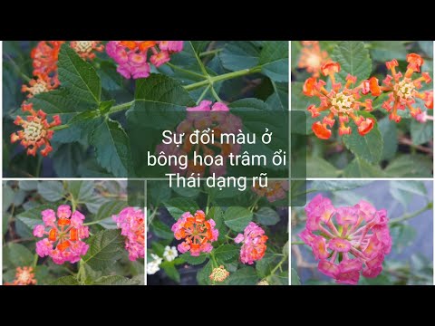 Video Tìm hiểu về giống Trâm ổi Thái có khả năng đổi màu hoa - youtube