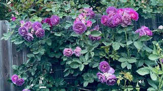 Lavender Crush Rose Spring 2025