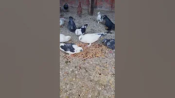 ياحمام بتنوح لية 