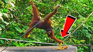 Wild Orangutan at Semenggoh Wildlife Centre, Kuching Sarawak! 🦧