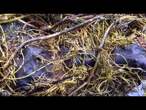 Water lily Hydroponics / Water Lilies Planted with no Soil / Winterizing the Pond / Good bye Koi