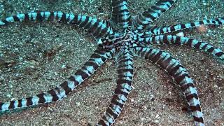 blue-lined poisonous octopus vs flatfish 파란선독문어 vs 광어