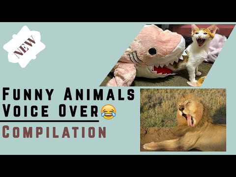 funny-animals-voice-over-by-humans!