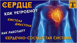 Сердце, как оно устроено? Сердечно-сосудистая система! Систола и диастола! Миокард! ЧСС!