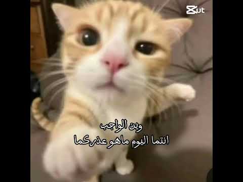 بابا أكل الواجب