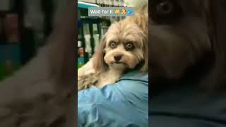 Best funny animal video 2023 - funniest cats and dogs videos😹😹.. Part 18  #short #lol #shortvideo