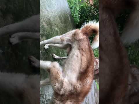 Cách phối giống chó husky