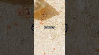 The Brave Little Ant  A Tiny Hero's journey- timeless tales kids  #timecapsulestories #morallesson
