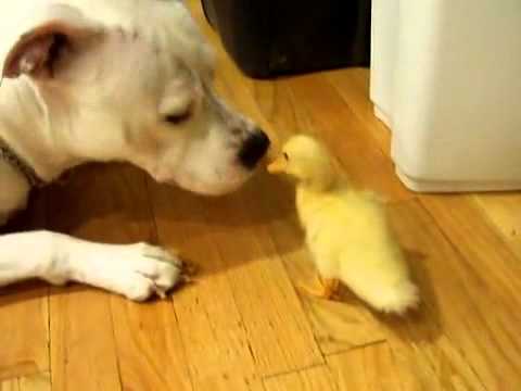 Vídeo: Pato Para Cães - Benefícios Do Pato Para Cães