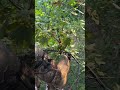 Bow season is upon us! #archery #bowhunting