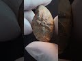 Ancient Sling Shot – Greek 4th Century BC Lead w/star – Available at Westbridgecoin.com #history