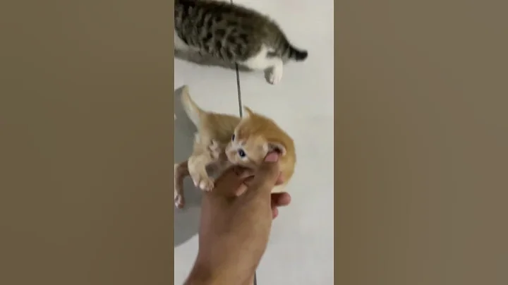 Video 6086101: british shorthair kittens, adopt british shorthair, british long hair, mix british, mainecoon mix