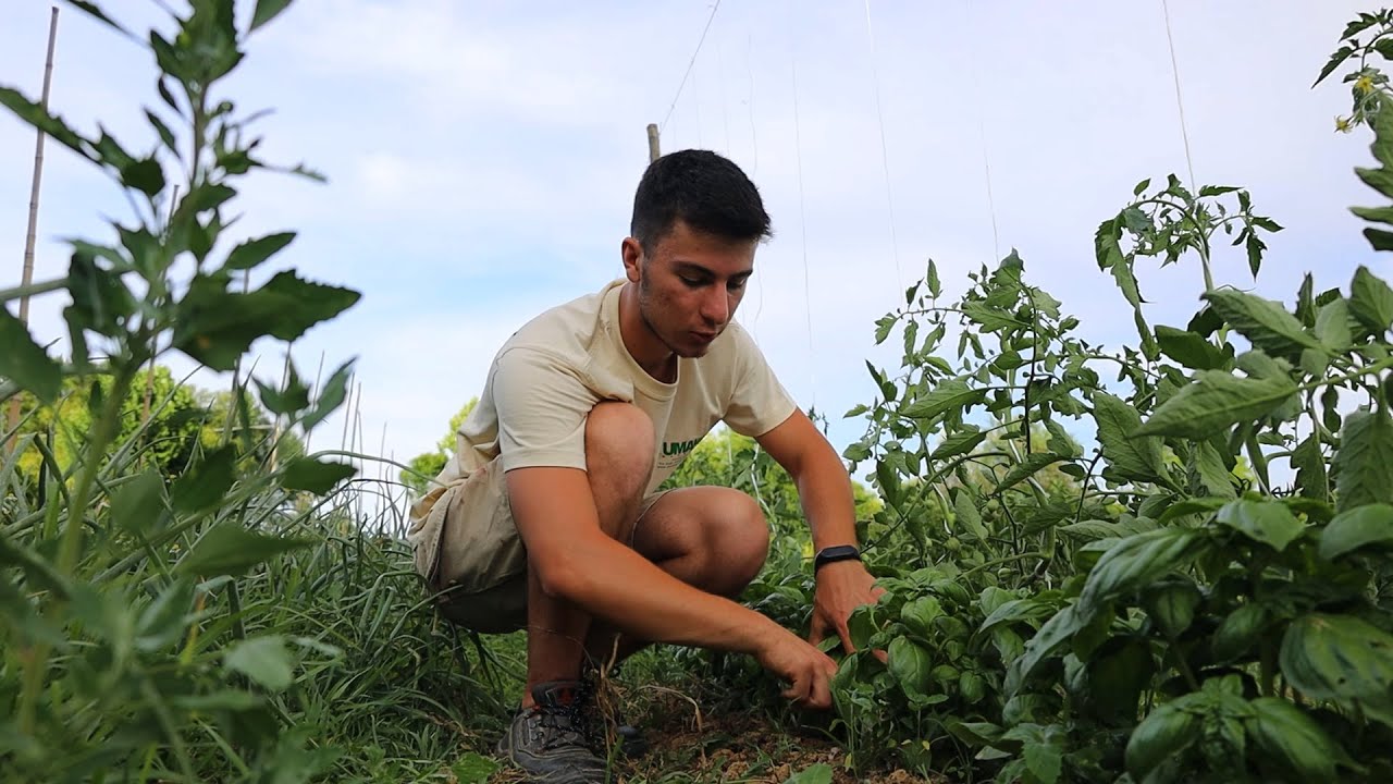LE CONSOCIAZIONI hanno SEMPLIFICATO TUTTO🥦🍅