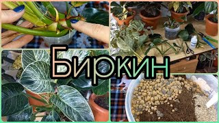 Режу на кусочки🌱Мутирующий Филодендрон Биркин⚘Быстрое размножение🌱Все нюансы⚘Посадка🌱Состав грунта🌱