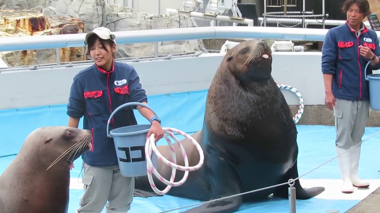 うみたまパフォーマンス(1/3)　トド　うみたまご 19.02.07