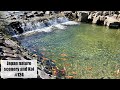 Koi and Japan nature scenery