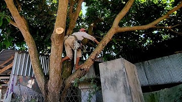 Cưa cây Xoài siêu khủng, siêu khó / Sawing a Mango tree is super huge and super difficult | T540