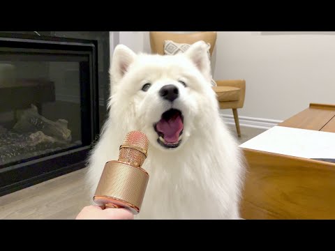 I Let <strong>My</strong> Dog <strong>Speak</strong> To a Microphone and This Happened