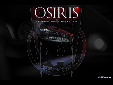 Osiris (Southern White Lipped Python)