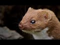 The Most Powerful Bite | Weasels: Feisty & Fearless | BBC Earth