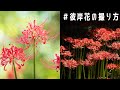 70-200mmの望遠レンズで彼岸花を撮影したら、自分でも感動した。