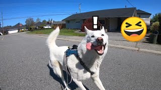 Routine Rollerblade With My Happy Husky