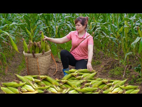 Harvest Winter Corn - Grow More Vegetable Farms - Going to the Highland Market to Sell Corn