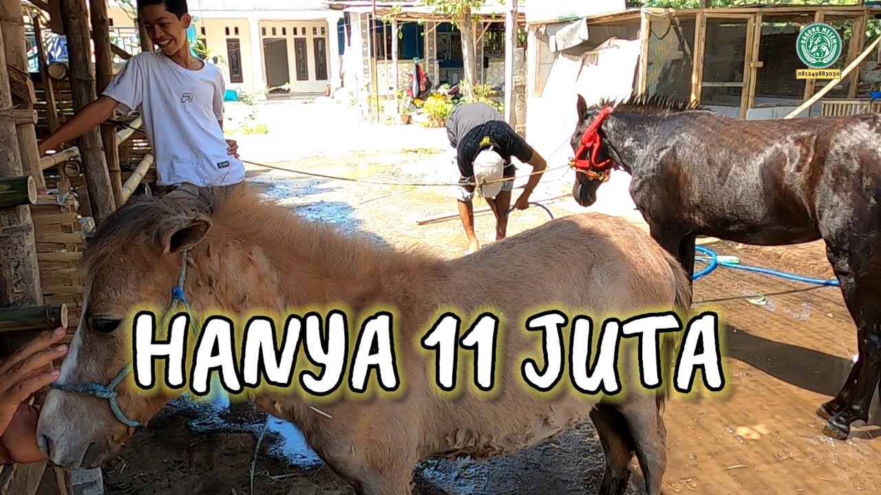 Kuda baru pak luluk 11 juta