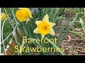 New Strawberry Bed | April Snowstorm Coming