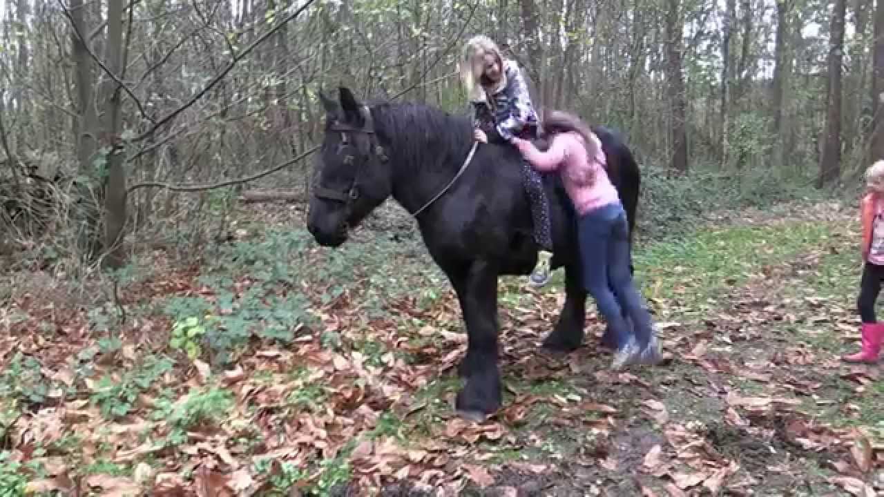 My Belgian Draft Horse And My Grandchildren Youtube