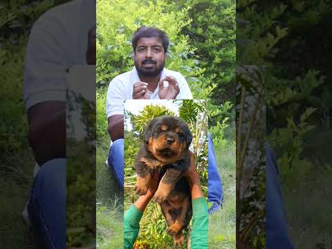 How to care dog in dog farm and business. #dog #dogfarm #dogkennels #dogbusiness