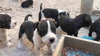 Cachorros Pitbull en Crecimiento 33 días Lira como se ven - Bones