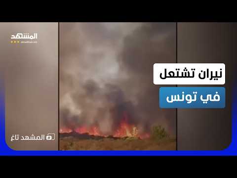 مشهد مرعب.. غابات تونس تتحول إلى كُتل من اللهب