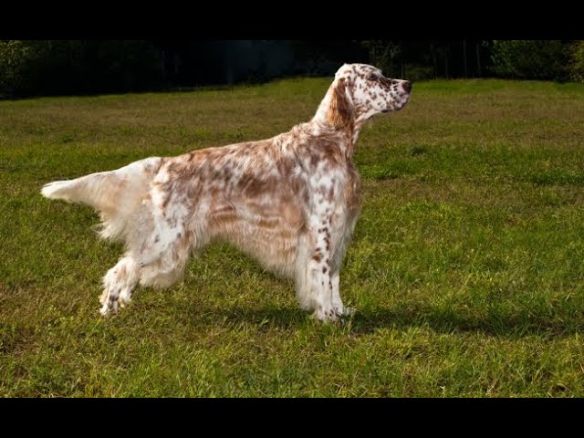 АНГЛИЙСКИЙ СЕТТЕР