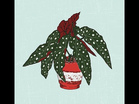 Jane Perrone on house plants