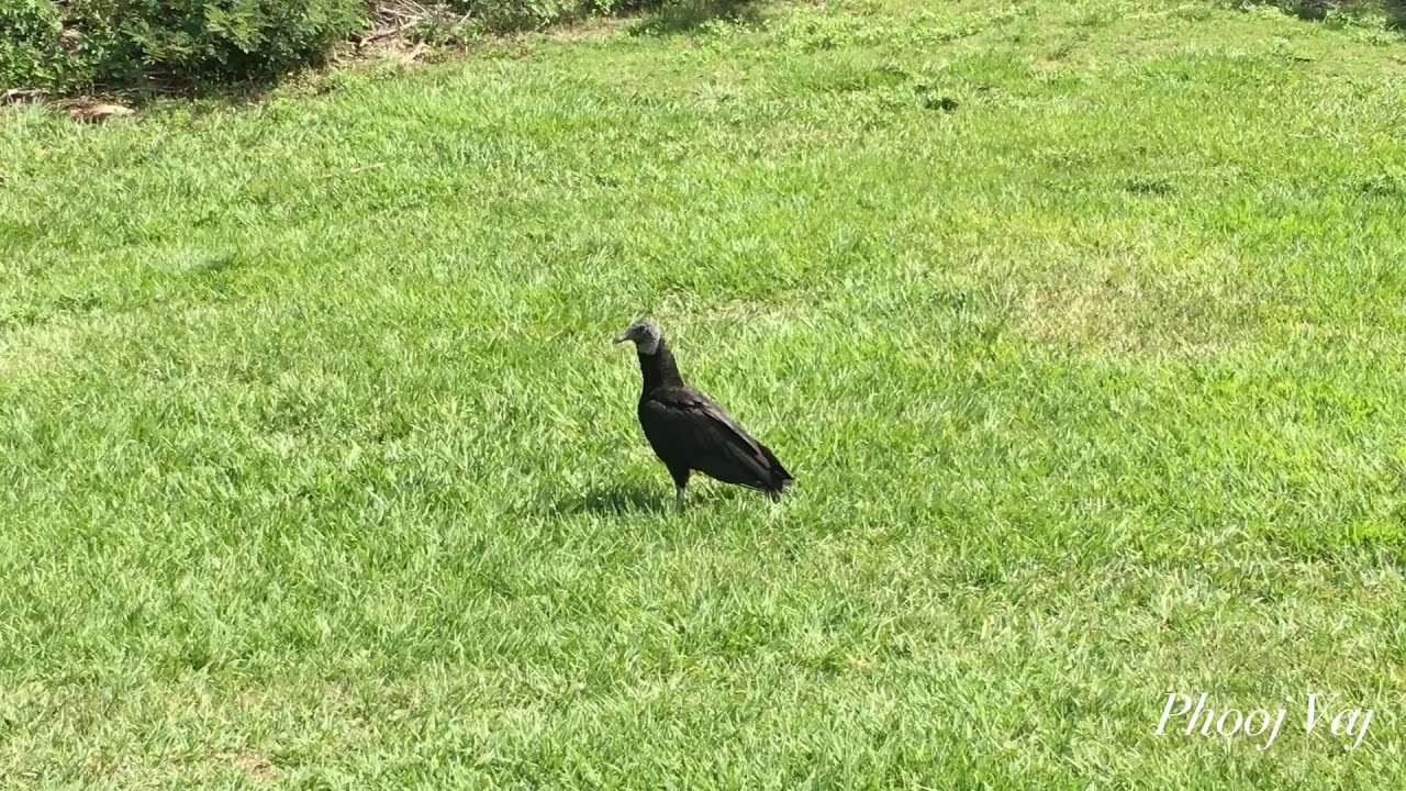 Black Turkey Vulture Running YouTube