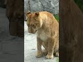 円山動物園ライオンイト吐くところ 違う日 ネコ科