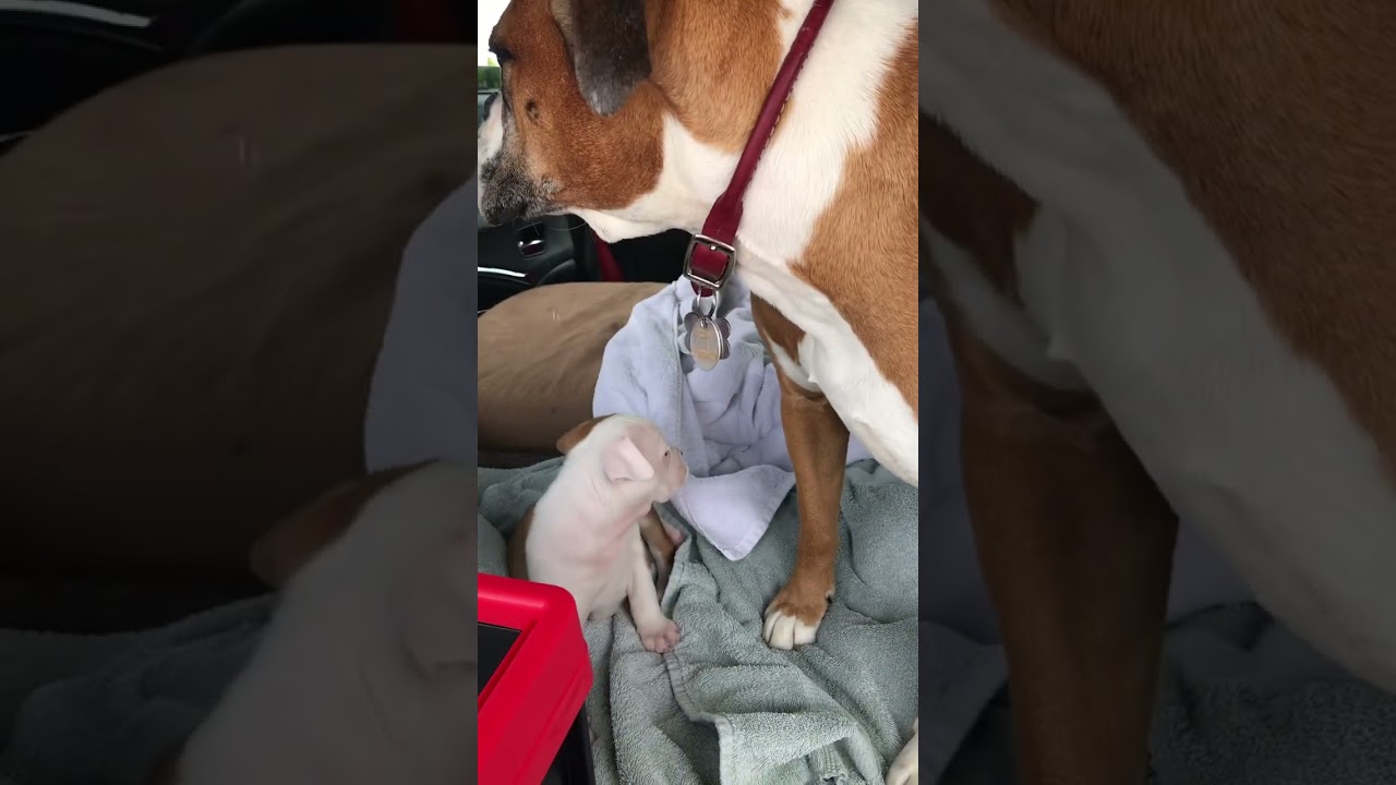 Adorable Boxer and English Bulldog puppy pickup @ 7 weeks