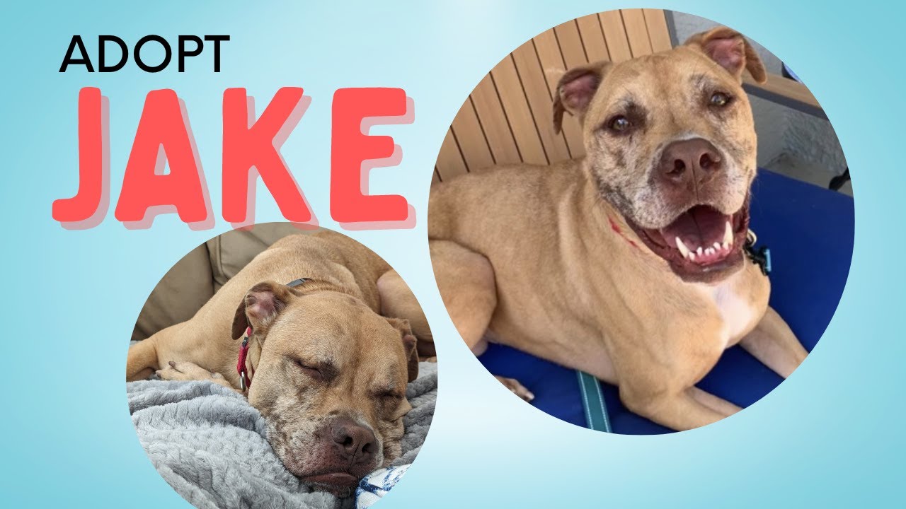 Meet JAKE! He is available for adoption! - YouTube