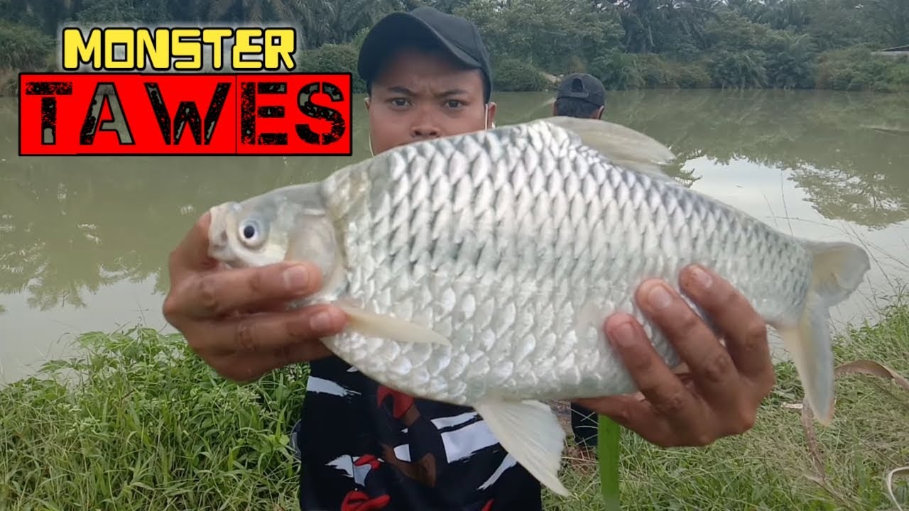 MANCING PAKAI PANCING JARING HASILNYA MEMUASKAN || FISHING USE FISH NET