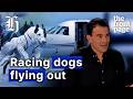 Secret greyhound charter plan emerges ahead of racing ban | The Front Page